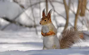 Squirrels wide wallpapers and HD wallpapers