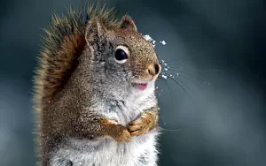 Squirrels wide wallpapers and HD wallpapers