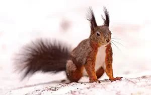 Squirrels wide wallpapers and HD wallpapers