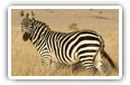 Zebras desktop wallpapers