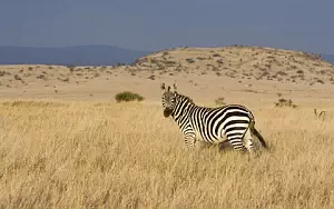 Zebras wide wallpapers and HD wallpapers