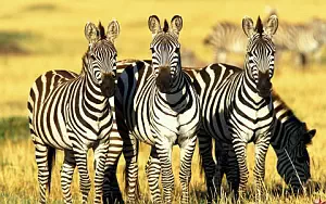 Zebras wide wallpapers and HD wallpapers