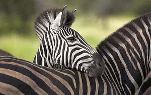 Zebras wide wallpapers and HD wallpapers