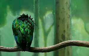 Bird wide wallpapers and HD wallpapers