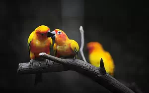 Bird wide wallpapers and HD wallpapers