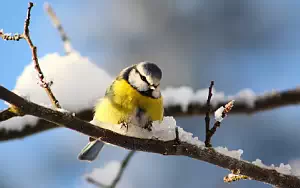 Bird wide wallpapers and HD wallpapers