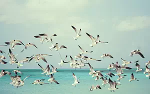 Bird wide wallpapers and HD wallpapers