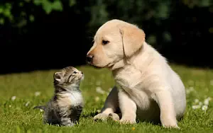 Cat and Dog wide wallpapers and HD wallpapers