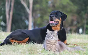 Cat and Dog wide wallpapers and HD wallpapers