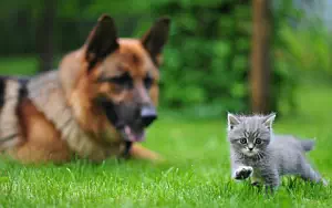 Cat and Dog wide wallpapers and HD wallpapers