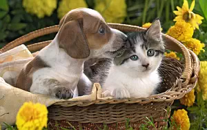 Cat and Dog wide wallpapers and HD wallpapers