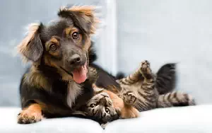 Cat and Dog wide wallpapers and HD wallpapers