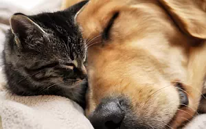 Cat and Dog wide wallpapers and HD wallpapers