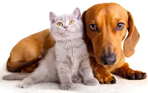 Cat and Dog wide wallpapers and HD wallpapers