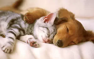 Cat and Dog wide wallpapers and HD wallpapers