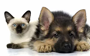 Cat and Dog wide wallpapers and HD wallpapers