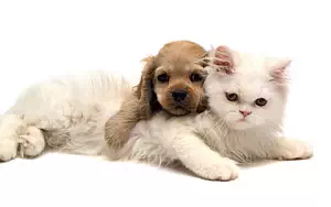 Cat and Dog wide wallpapers and HD wallpapers