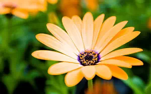 Flowers wide wallpapers and HD wallpapers