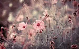 Flowers wide wallpapers and HD wallpapers