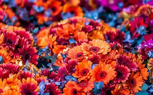 Flowers wide wallpapers and HD wallpapers