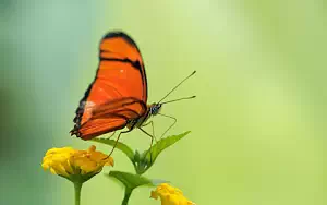 Butterfly wide wallpapers and HD wallpapers