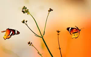 Butterfly wide wallpapers and HD wallpapers