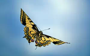 Butterfly wide wallpapers and HD wallpapers