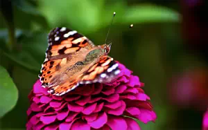 Butterfly wide wallpapers and HD wallpapers