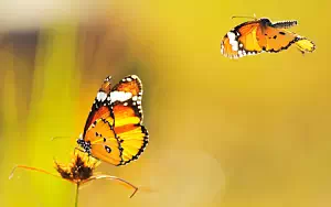 Butterfly wide wallpapers and HD wallpapers