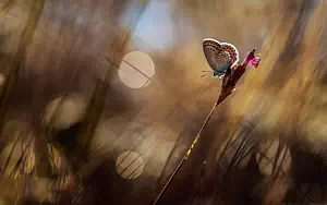 Butterfly wide wallpapers and HD wallpapers