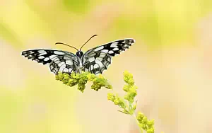 Butterfly wide wallpapers and HD wallpapers