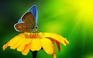 Butterfly wide wallpapers and HD wallpapers