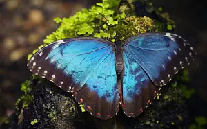 Butterfly wide wallpapers and HD wallpapers