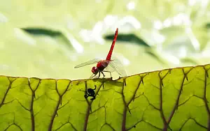 Dragonfly wide wallpapers and HD wallpapers