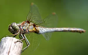 Dragonfly wide wallpapers and HD wallpapers