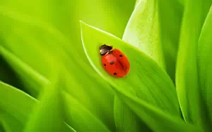 Ladybird wide wallpapers and HD wallpapers