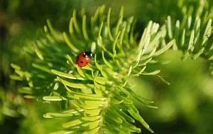 Ladybird wide wallpapers and HD wallpapers