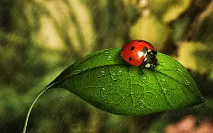 Ladybird wide wallpapers and HD wallpapers