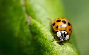 Ladybird wide wallpapers and HD wallpapers