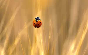 Ladybird wide wallpapers and HD wallpapers