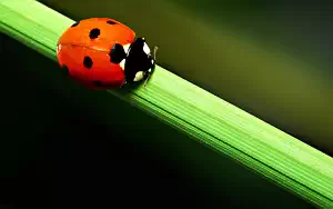 Ladybird wide wallpapers and HD wallpapers