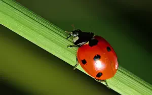 Ladybird wide wallpapers and HD wallpapers