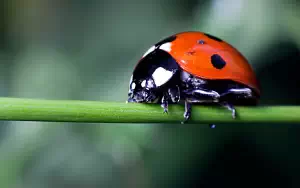 Ladybird wide wallpapers and HD wallpapers