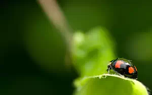 Ladybird wide wallpapers and HD wallpapers