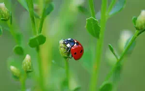 Ladybird wide wallpapers and HD wallpapers