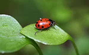 Ladybird wide wallpapers and HD wallpapers