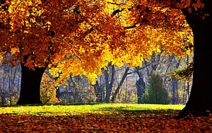 Autumn wide wallpapers and HD wallpapers