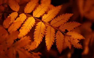Autumn wide wallpapers and HD wallpapers
