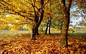 Autumn wide wallpapers and HD wallpapers