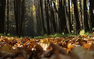 Autumn wide wallpapers and HD wallpapers